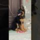 28 days to One Year german shepherd transformation #feed #dog #pets #puppy#gsdpuppy #love#cute#pets