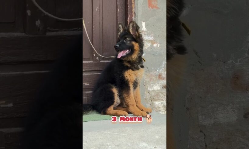28 days to One Year german shepherd transformation #feed #dog #pets #puppy#gsdpuppy #love#cute#pets