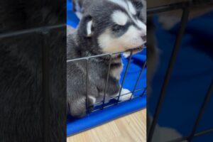 3 weeks old tomorrow!! #fyp #cute #puppies #alusky #huskylife #dogmom #theycouldnever