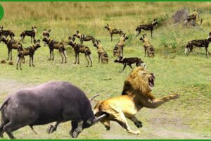 30 Horrific Moments When Deadly Horns Crush Predators | Animal Fight