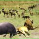 30 Horrific Moments When Deadly Horns Crush Predators | Animal Fight