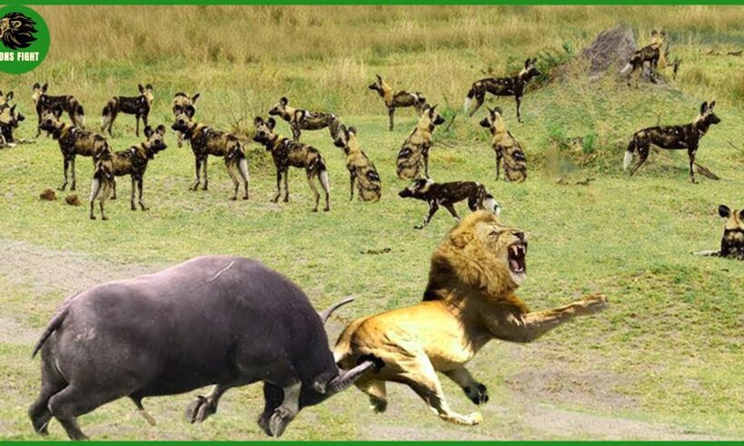30 Horrific Moments When Deadly Horns Crush Predators | Animal Fight