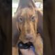 #31 Funniest Cats And Dogs videos 🐶🐱 #funny #animals #cuteanimals