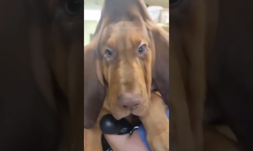 #31 Funniest Cats And Dogs videos 🐶🐱 #funny #animals #cuteanimals