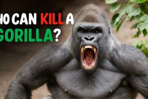 6 Animals That Could Defeat A Gorilla