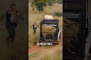 6 Lions Cause CHAOS! #lion #animal #wildlife
