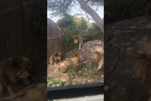 7 Saba Bora Male Lions Fighting | Serengeti National Park
