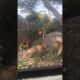 7 Saba Bora Male Lions Fighting | Serengeti National Park