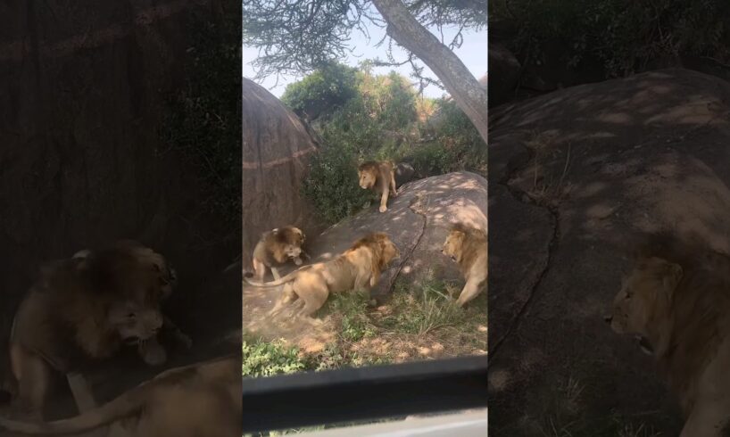 7 Saba Bora Male Lions Fighting | Serengeti National Park