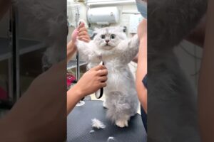 #96 Funniest Cats And Dogs videos 🐶🐱 #funny #animals #cuteanimals
