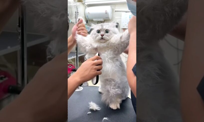 #96 Funniest Cats And Dogs videos 🐶🐱 #funny #animals #cuteanimals