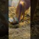 A Bull Playing #shorts #shortvideo #animals #playing