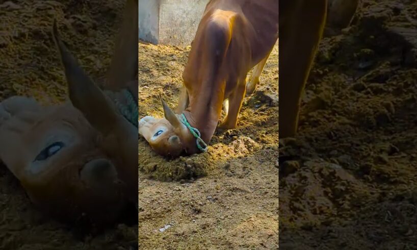 A Bull Playing #shorts #shortvideo #animals #playing