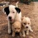 A Dog Led Me to Save Two Abandoned Puppies. Puppy Rescue and Adoption–A Heartwarming Adoption Story!