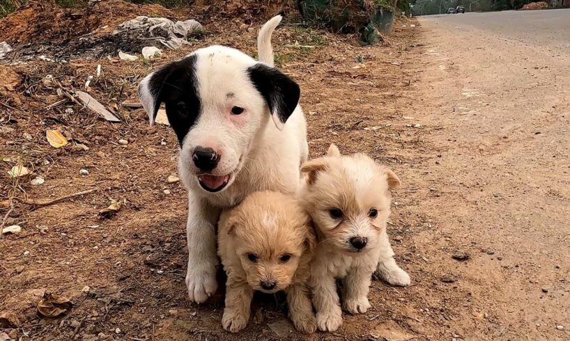 A Dog Led Me to Save Two Abandoned Puppies. Puppy Rescue and Adoption–A Heartwarming Adoption Story!