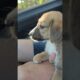 A Miracle Rescue You Have to See! 🫣😮‍💨