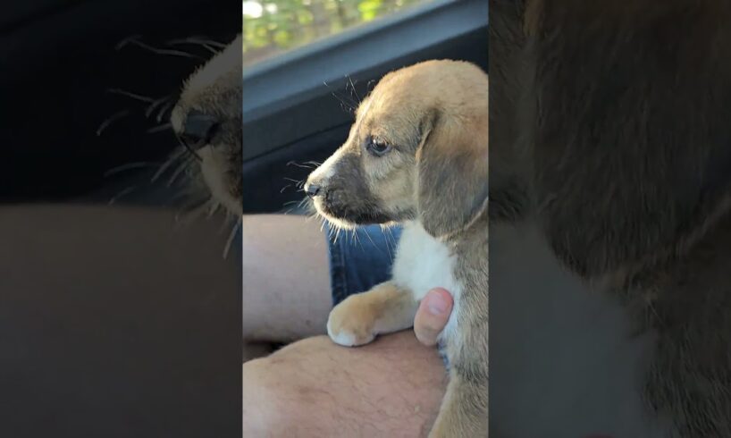 A Miracle Rescue You Have to See! ๐ซฃ๐ฎโ๐จ