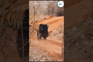 A bear fights a tiger to save its cub | #shortsfeed #wildlife #shorts