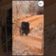 A bear fights a tiger to save its cub | #shortsfeed #wildlife #shorts