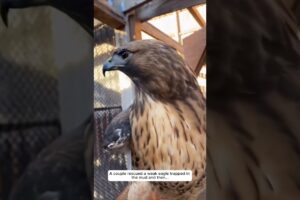 A couple rescued a weak eagle trapped in the mud and then... #animalshorts
