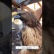 A couple rescued a weak eagle trapped in the mud and then... #animalshorts