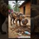 A dog was rescued and painful objects were removed from its body.barnacles