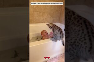 A family adopted a baby bobcat that was abandoned by its mother. #bobcat  #shorts #loveanimals