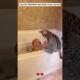 A family adopted a baby bobcat that was abandoned by its mother. #bobcat  #shorts #loveanimals