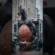 A pet horse need help rescued by Doctors #humanity #animals #horse #pets #veternary #rescueanimals