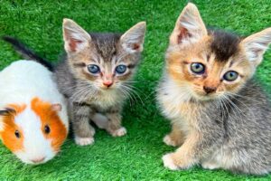 A video of a kitten playing with animals, a dog, a duck, and a cow - the kitten drinking milk.