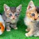 A video of a kitten playing with animals, a dog, a duck, and a cow - the kitten drinking milk.