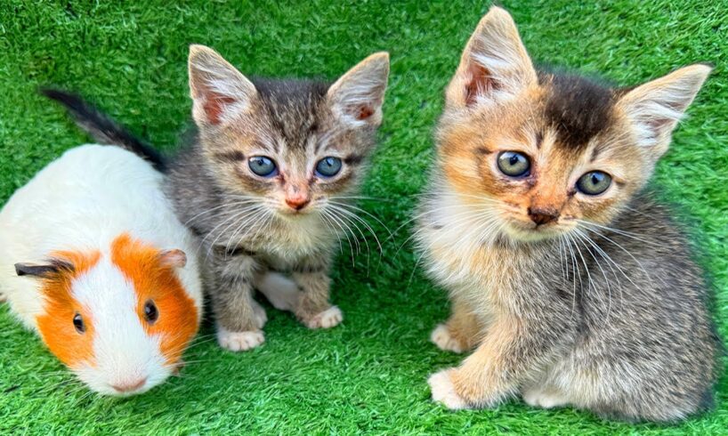A video of a kitten playing with animals, a dog, a duck, and a cow - the kitten drinking milk.