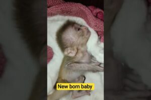 AAJ BAJRANGI KO RESCUE KIYA #monkey #hunuman #bajrangbali