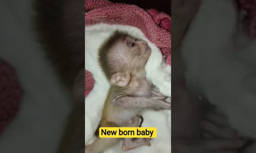 AAJ BAJRANGI KO RESCUE KIYA #monkey #hunuman #bajrangbali