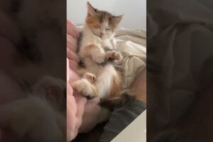 ADORABLE Baby Animal Videos | 20+ Minutes Of Cute Baby Animals