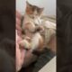ADORABLE Baby Animal Videos | 20+ Minutes Of Cute Baby Animals