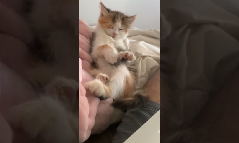 ADORABLE Baby Animal Videos | 20+ Minutes Of Cute Baby Animals