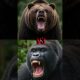 ANIMAL FIGHTS! CAN 100 MEN HANDLE A GORILLA!? #animalbattle #animals #gorillavs100men