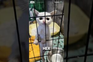 Abandoned Kitten Cried For Her Mother But Man Found Her Instead ❤️#cute #adorable #catshorts
