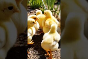 Adorable Chicks are playing outside. #birds #chicken #birdsounds #animals #youtubeshorts #viralvideo