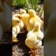 Adorable Chicks are playing outside. #birds #chicken #birdsounds #animals #youtubeshorts #viralvideo