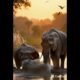 Adorable Elephants Playing in Water with Babies! 🐘💦 Pure Joy in the Wild
