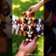 "Adorable Puppies in One Hand 🐶 | Cutest Puppy Compilation Ever!"#puppies #cutepuppies #puppylove