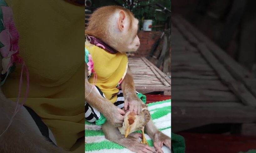 Adorable They really like to play together. 😍.... #monkeylove #adorable #animals #chicken