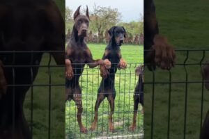 Aggressive Dobarman Dog Family 🥵 || Doberman Dog Guard Our Territory 😱🔥 #shorts