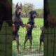 Aggressive Dobarman Dog Family 🥵 || Doberman Dog Guard Our Territory 😱🔥 #shorts