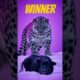 Ai animal fights  #ai  #newchannel   #newvideo   #viralshort  #fight  #blowthisaccountup  #original
