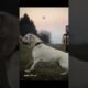 Alabai's not playing around ☠️... #alabai #dog #short #animals #pitbull #bigdogs #lion