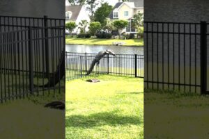 Alligator Caught Struggling to Climb Over Fence