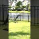 Alligator Caught Struggling to Climb Over Fence